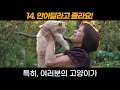 고양이가 당신을 엄마로 본다는 15가지 행동 | 고양이 언어 | 고양이 행동 | 고양이 엄마 | 15 Signs Cats See You as Their Mother |