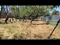 Brush Clearing - Vector Control - Day 10 (final) - 6/28/24
