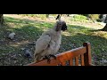 Wild cockatoos gracefully pose for photos | những chú vẹt mào hoang dã tạo dáng chụp ảnh