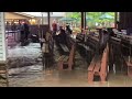 More Dollywood Flood footage from 7/28/24