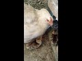Newly hatched Peacock Chicks with a hen for their momma!