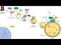 Autophagy | Macroautophagy & Importance in Health