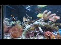 Feeding Frenzy: Copperband Pair + Onyx Clownfish Pair