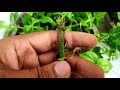 Baby sun rose plant care n propagation, Best way to grow cuttings of babysunrose, aptenia cordifolia