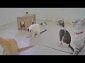 🐱 Funniest Cats and Dogs 😸😆 Funny Videos Every Days 😂🐕