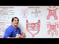 Embryology | Development of Vascular System