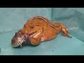 Wow! Amazing Asian Bullfrog Tries To Eat  Big Snake!!  Warning Live Feeding