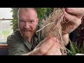 Preparing Sweet Potato Slips For Planting