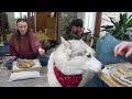 Husky Family CHRISTMAS DAY at SHERPA and Jamies new home .. Part 1