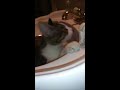 sink kitty