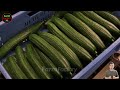 How Millions of cucumbers are Harvesting in greenhouses  | Processing Cucumbers mega factory