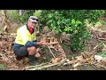 Syntropic Agroforestry in Australia: Video 42