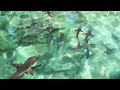 THE SHARK TANK: 4K Video with Authentic Nature Sounds for Relaxation and Sleep
