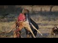 Cheetah Mom Teaches Her Cubs The Ropes of Hunting