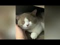 funny cats and dogs | funny animals #funnyvideo #funnycats