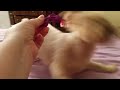 Silky Terrier HATES hair bow