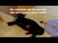 This is Tiny with severe case of mastitis Cat video#5