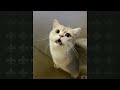 funny cats moments cuaght on camera in world  #cats #funny #animal