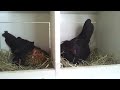 Broody Hens