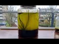 Six Years Ago I Made An Ecosystem In A Jar - This Happened