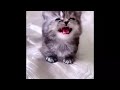 😂 Funniest Cats and Dogs Videos 😺🐶 || 🥰😹 Hilarious Animal Compilation №400