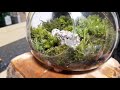 Moss Dome Terrarium with a Hard Wood Base