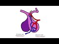 Anterior v Posterior Pituitary Gland - PLUS Anterior Pituitary Hormones Mnemonic (FLAT PEG)