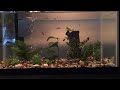 Timelapse of my fish tank to generic royalty free heavy metal music