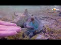 Tiny Octopus Gets So Excited When His Diver Friend Comes To Visit Him | The Dodo