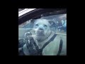 mr bungee wants to know where this dog learned to drive *must watch*