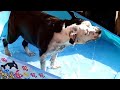 Boo the rescue dog cooling off in the pool.