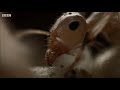 Ant Queens Forge an Empire | Empire Of The Desert Ants | BBC Earth