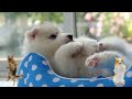 Relax Your Dog TV: Soothing Music for Dogs to Relaxation - Music for Dogs Deep Sleep