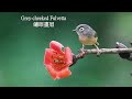 繡眼畫眉/Grey-cheeked Fulvetta