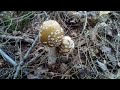 Amanita Mushrooms (Do Not Eat! )🤢