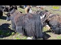 Himalayan Village Life | The Yak Farm | Dolpa | Nepal | Real Nepali Life |