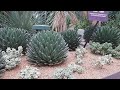 Different kind of cactus plant #cactus #plants