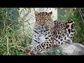 Amazing facts of Amur Leopard | Interesting Facts | The Beast World