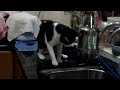 My cat PIPI playing with tap water, LOL