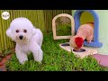 Build dreamy dog house with mini garden for your dogs