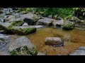 Forest sounds, the atmosphere of a river in the forest, meditation on the sound of river water