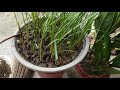 Choti si balcony me aise garden banaye🌱🏡 Mukta ki Duniya 🌱💮🌼🌼