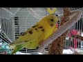 Sonic on the spiral with millet