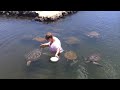 Samoan Turtles