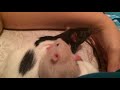 Fancy Rats as Pets: Expectations VS Reality