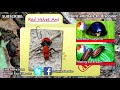Red Velvet Ant facts: they're not actually ants for starters... | Animal Fact Files
