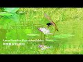 阿穆爾綬帶(亞洲壽帶)/Amur Paradise Flycatcher(Asian Paradise Flycatcher)
