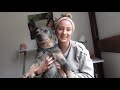 AUSTRALIAN CATTLE DOG: EVERYTHING YOU NEED TO KNOW ABOUT BLUE HEELERS