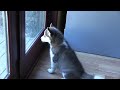 Husky Puppy REALLY Wants to go Outside and Play!