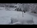 Happiest Malamute Ever! First DEEP snow!